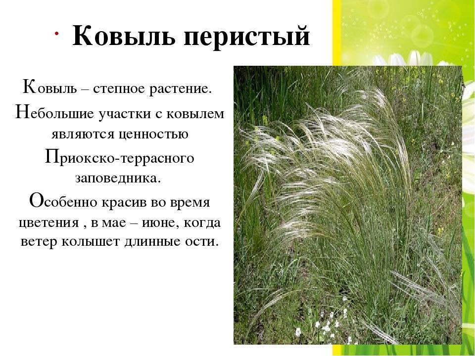 Какие признаки можно обнаружить используя приведенный рисунок у ковыля перистого