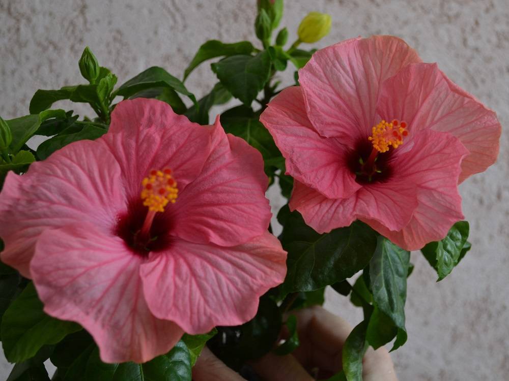 Ухаживание за гибискусом (hibiscus)