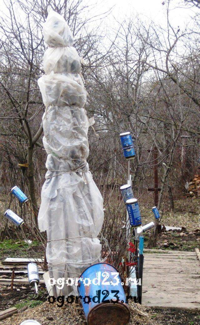 Выращивание инжира на кубани, уход, обрезка, как укрыть на зиму