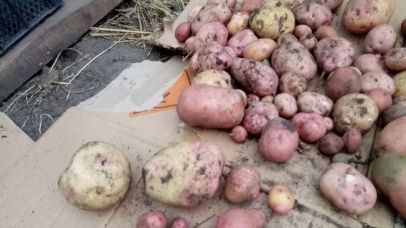 Есть ли финансовая выгода выращивать свой картофель, или выгоднее его просто покупать?