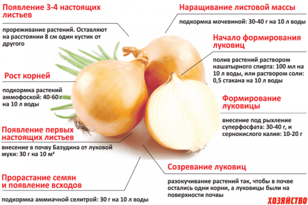 Как ухаживать за луком в начале роста: перечень работ