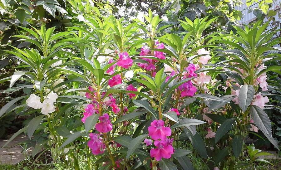 Бальзамин садовый посадка и уход, фото сортов, выращивание и размножение в открытом грунте, роль в ландшафтном дизайне