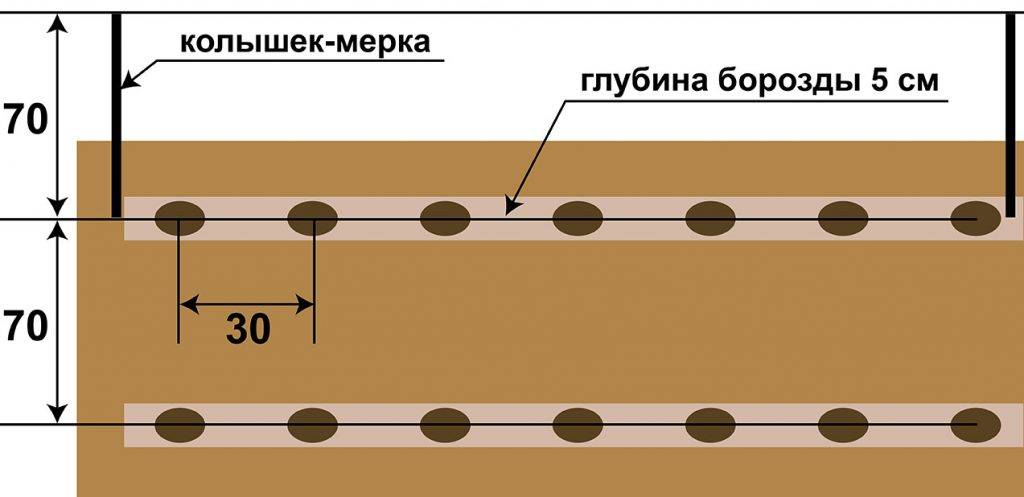 Выращивание картофеля из семян в домашних условиях: сроки посадки, способы выращивания рассады, пошаговая инструкция
