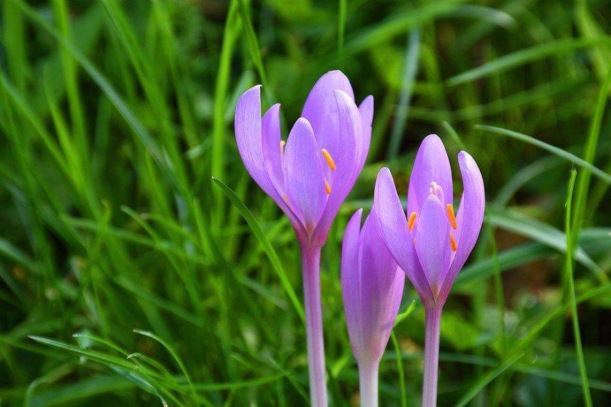 Безвременник осенний — colchicum autumnale l.