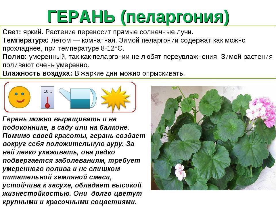 Гелихризум цветок. выращивание гелихризума. уход за гелихризумом