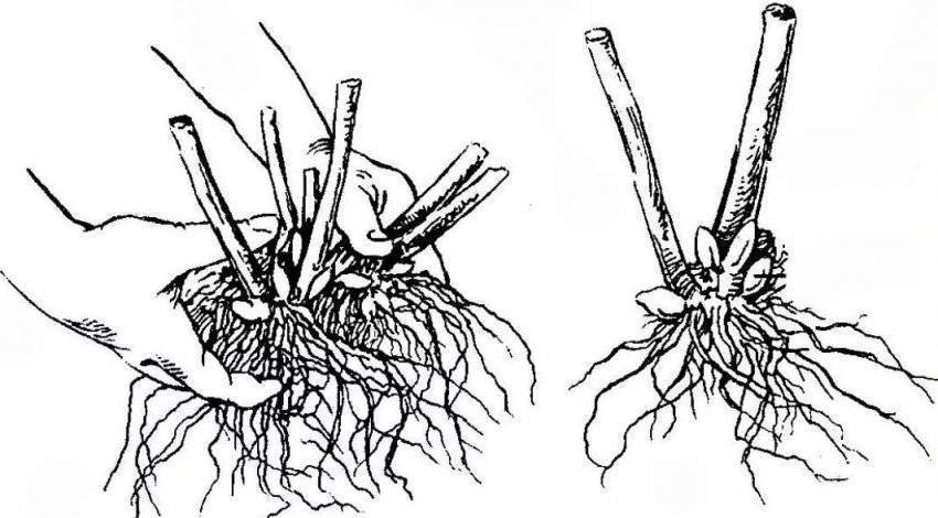 Гортензии макрофилы: описание сортов, посадка и уход, особенности выращивания, полив и освещение