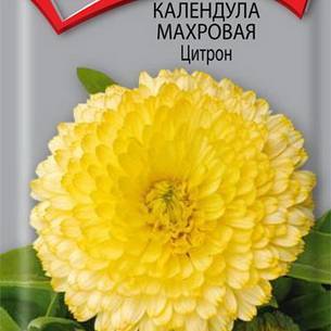 Календула: как выглядит, где растет, описание