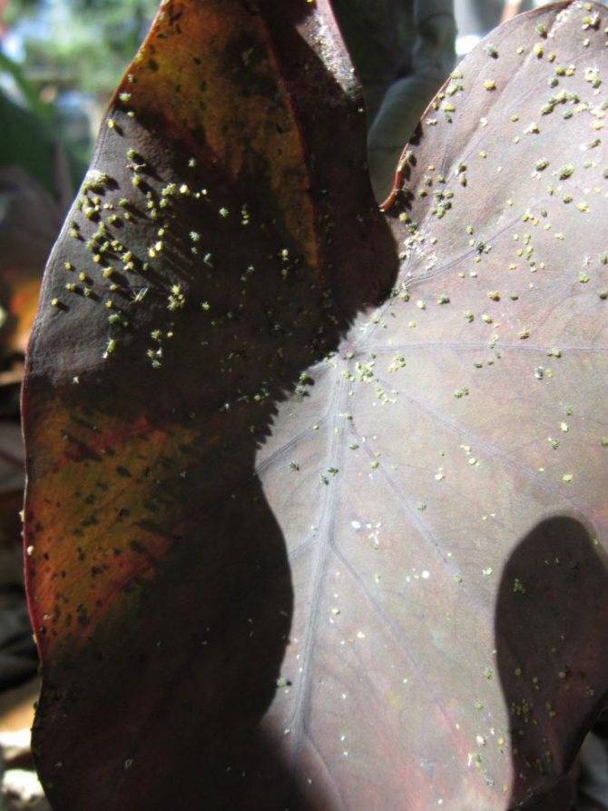 Алоказия (Alocasia) – уход, фото, виды