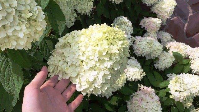 Гортензия: подготовка к зиме, обрезка и укрытие