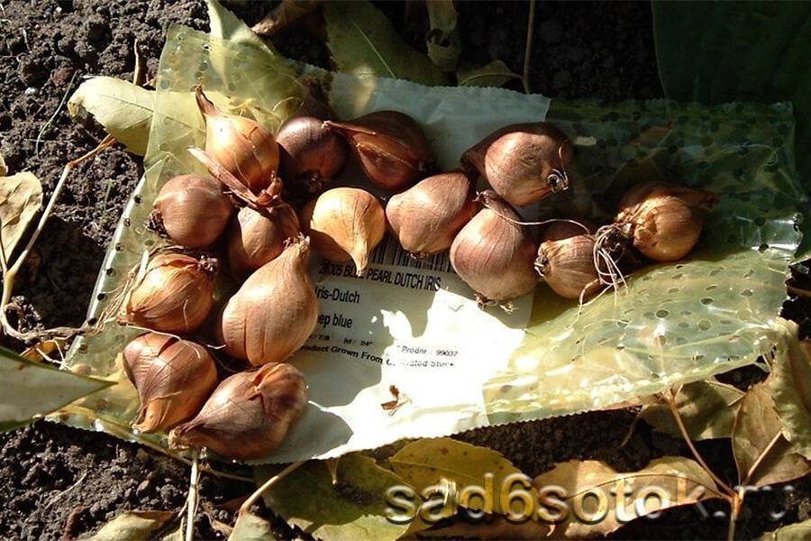 Луковичные цветы