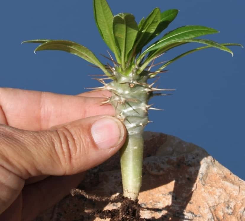 Пахиподиум – уход в домашних условиях, фото