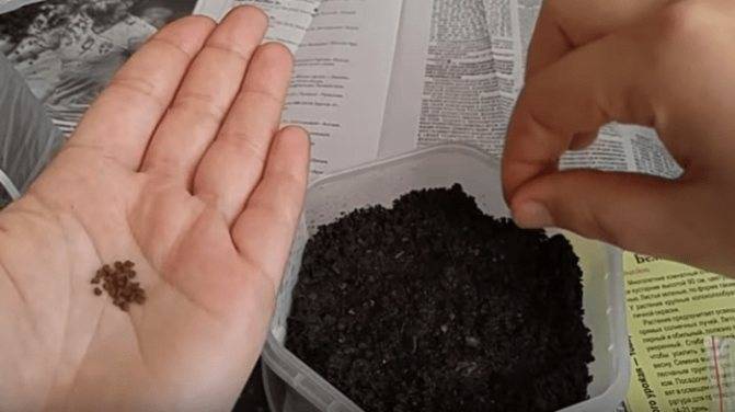 Абутилон или Комнатный клен
