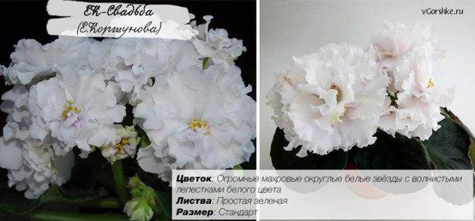 Кутровые