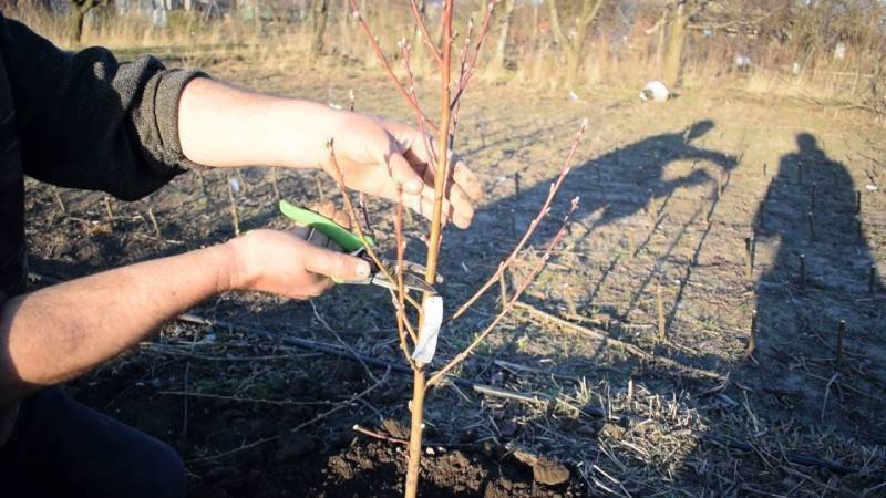Летняя обрезка плодовых деревьев – можно ли обрезать, зачем и как это делать?