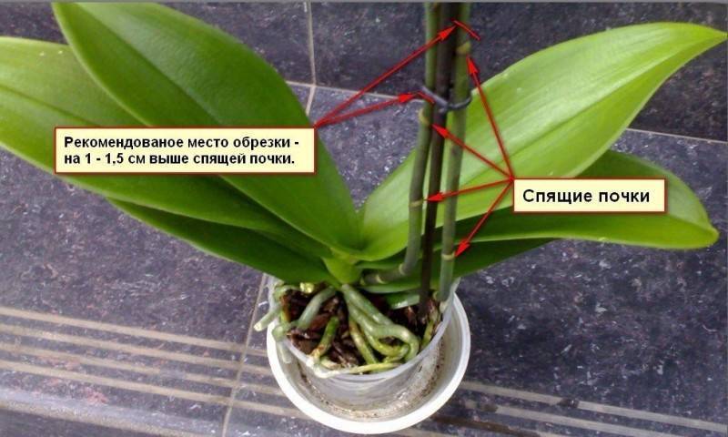 Пересадка орхидей