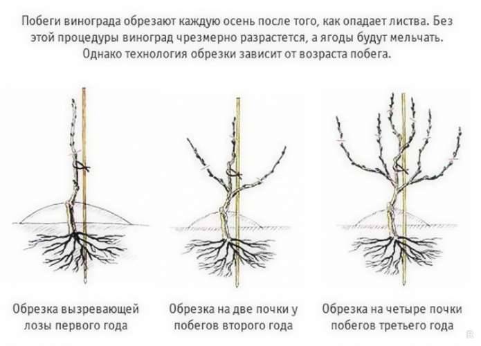 Виноград осенью: обрезка, посадка и уход