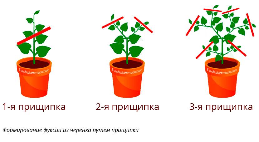 Как прищипывать фикус: способы, необходимые инструменты, меры безопасности