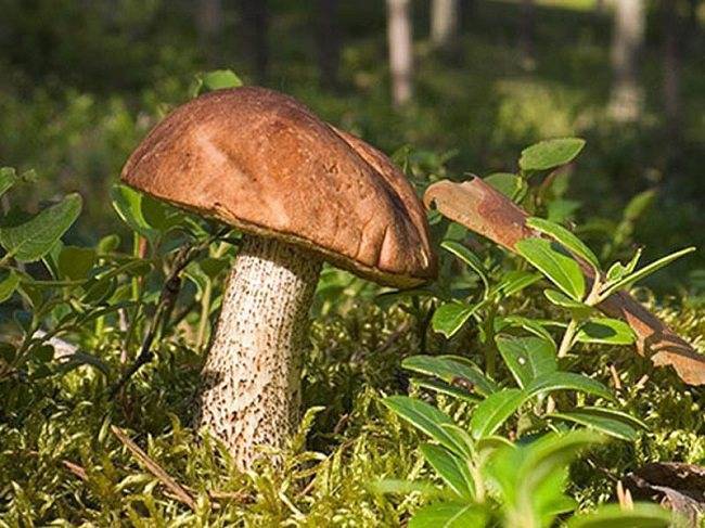 ТОП-7 осенних грибов, которые можно собирать до заморозков – где и как искать?
