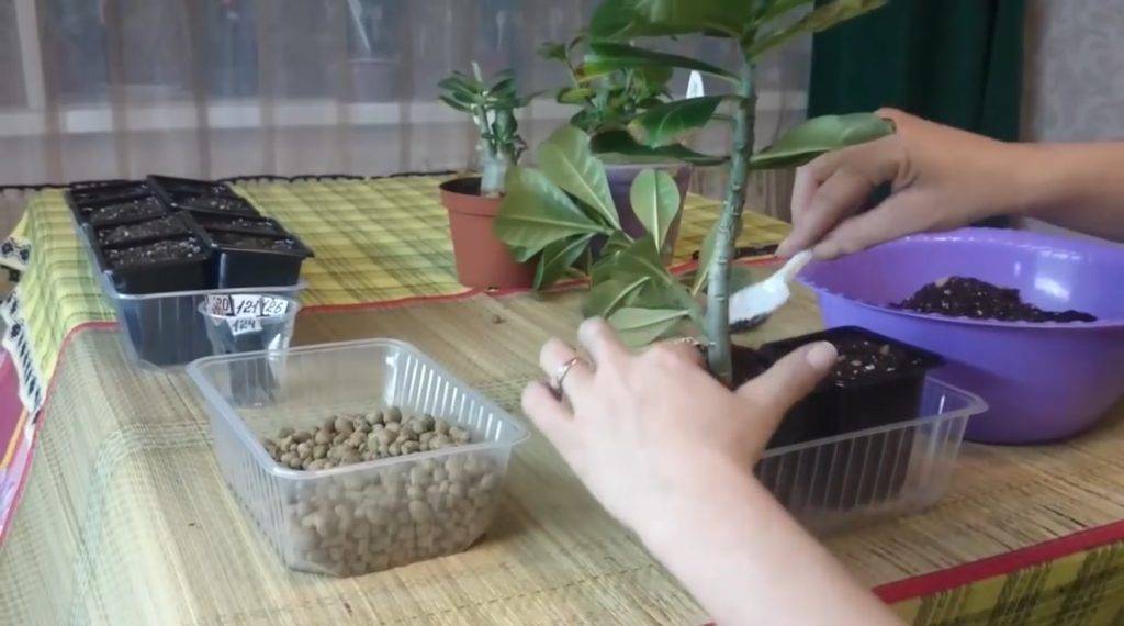 Адениум — уход в домашних условиях, пересадка, фото видов