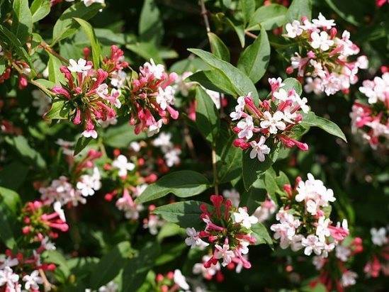 Абелия (Abelia) – уход, фото, виды