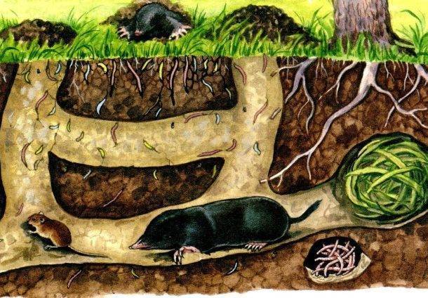 Кроты: чем опасны и как от них избавиться