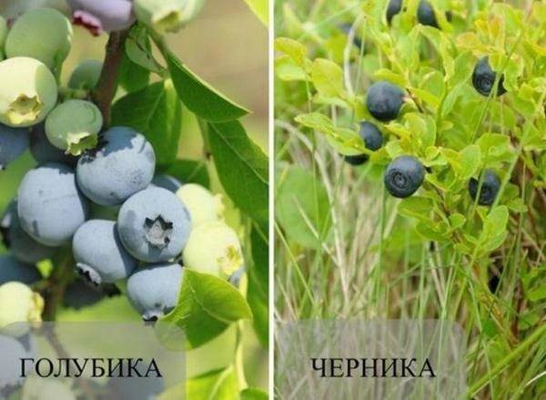 Голубика: работа над ошибками – что нужно учитывать при посадке?