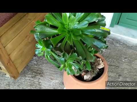 Нидуляриум (Nidularium) – уход, фото, виды