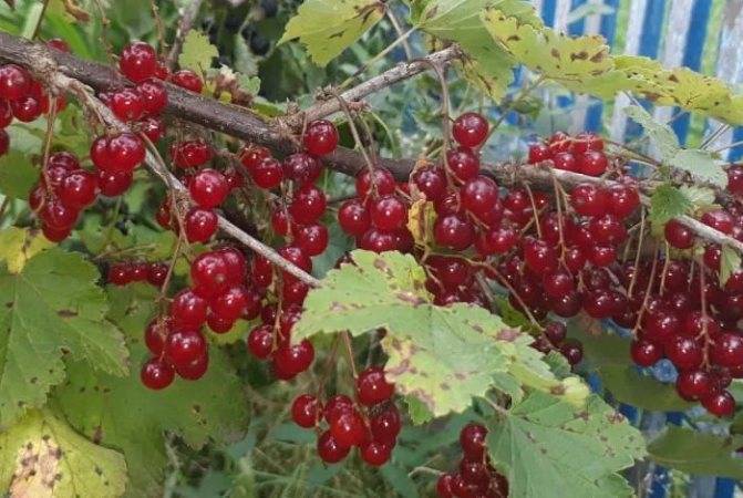 Мастер-класс по осенней обрезке ягодных кустарников – когда и как обрезать?