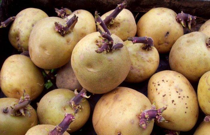 7 правил хорошего урожая картофеля – как выкапывать по ведру с куста