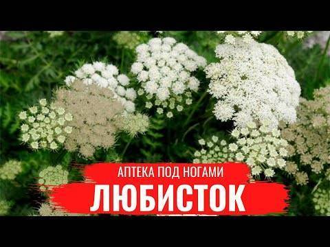 Любисток: выращивание, свойства, виды