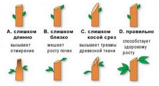 Что нужно знать о весенней обрезке яблонь