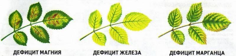 Комнатная роза: особенности ухода в домашних условиях