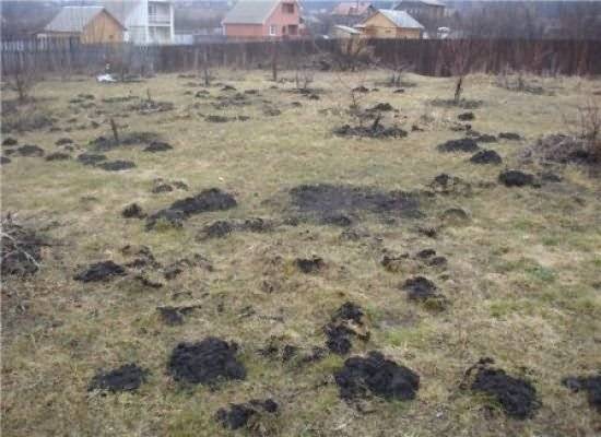 Кроты: чем опасны и как от них избавиться