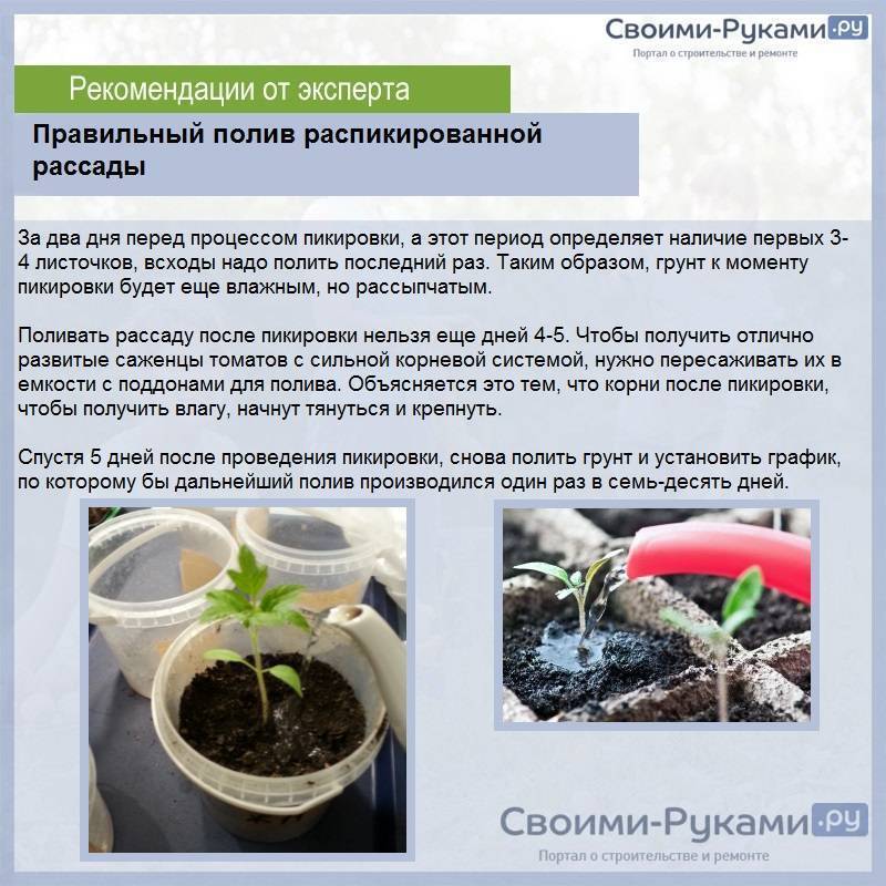 Рео - уход в домашних условиях, фото