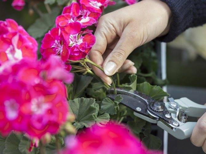 Герань в домашних условиях