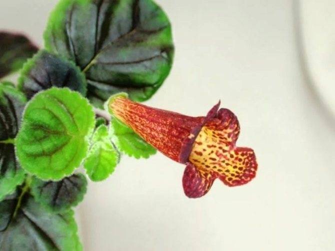 Смитианта (Smithiantha) – уход, фото, виды