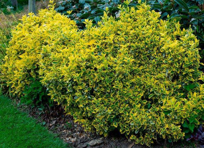 Бересклет (Euonymus) – уход, фото, виды