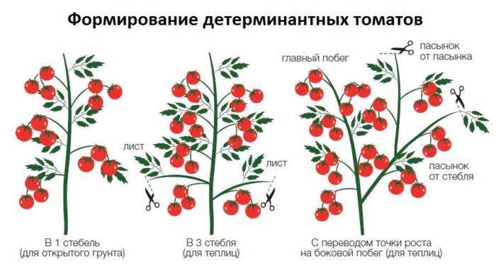 Помидоры: выращивание из семян на огороде
