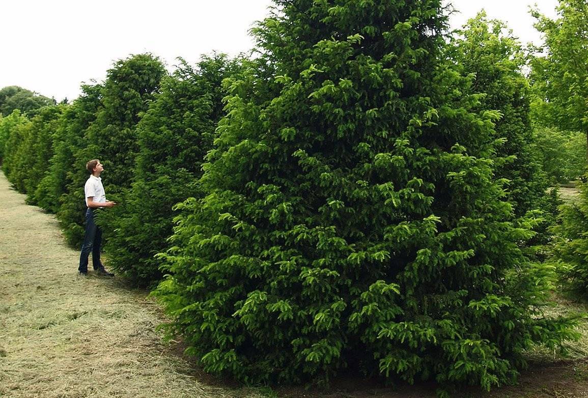 Как правильно сажать ягодный тис, как ухаживать, размножать