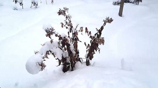 Флоксы многолетние: посадка, виды, особенности размножения и ухода