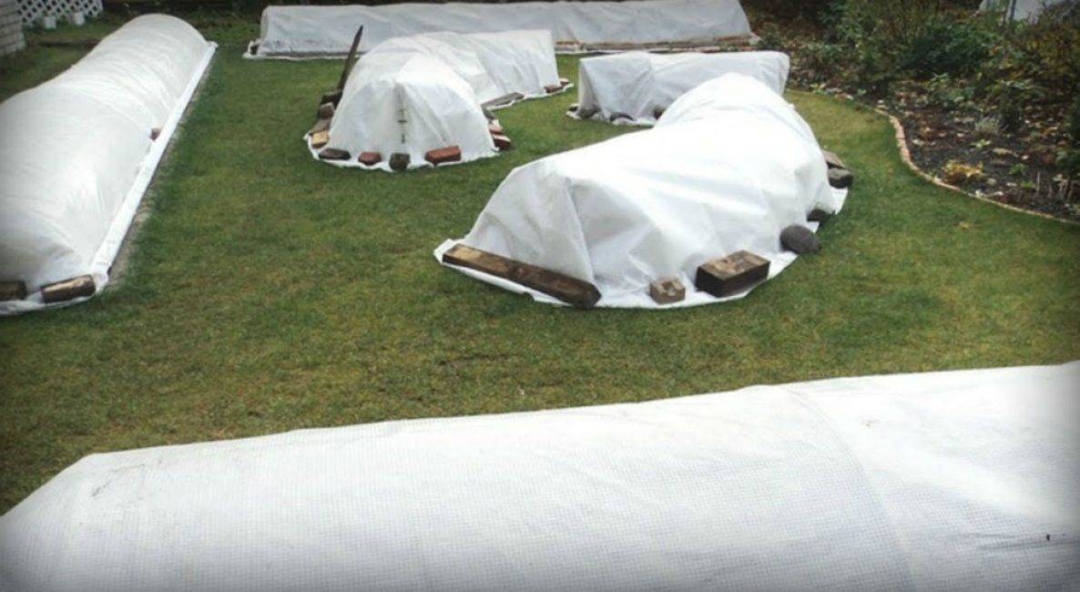 Полиантовая роза: описание, особенности ухода и выращивания, правила пересадки, фото