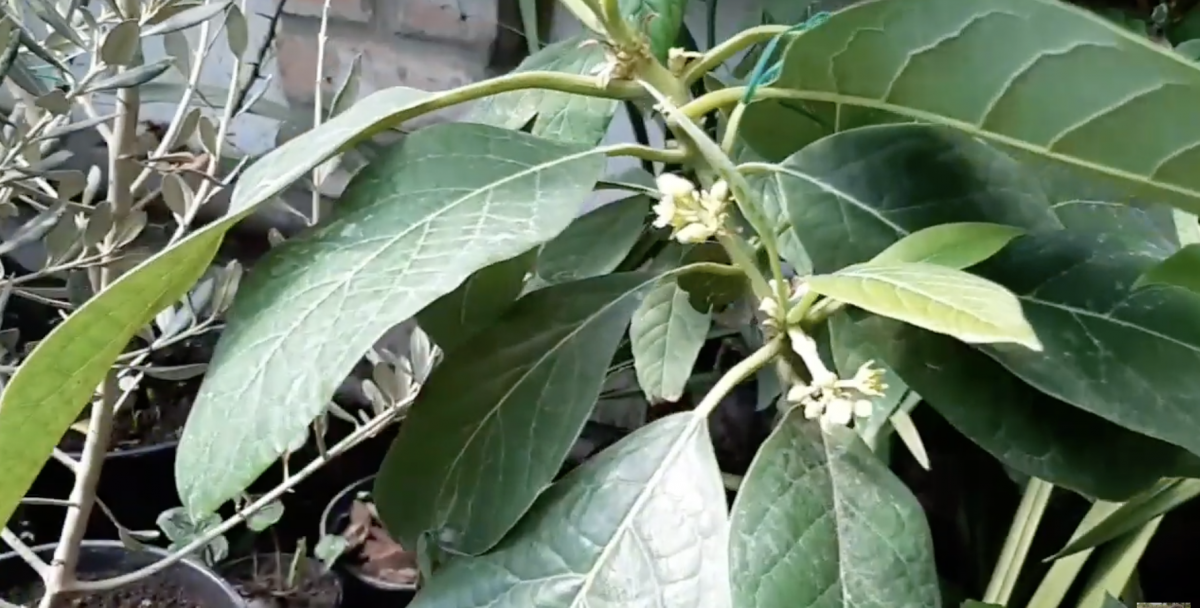 Авокадо на подоконнике