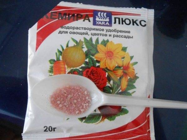 Как пикировать пеларгонию, чем потом подкормить