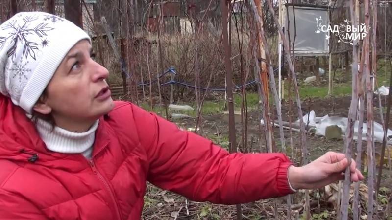 6 простых приёмов, которые помогут получать урожай малины по 2 раза в год – летом и осенью!