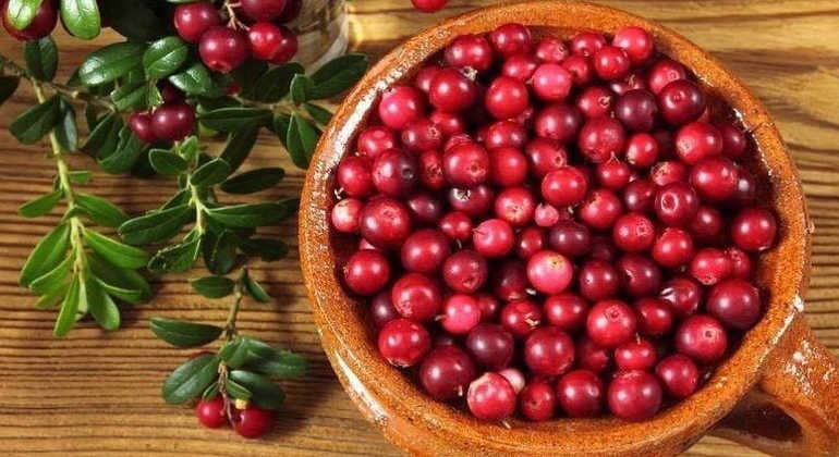 Брусника: свойства, выращивание, виды