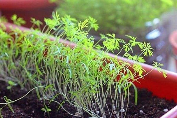 Как проредить всходы томатов с укоренением