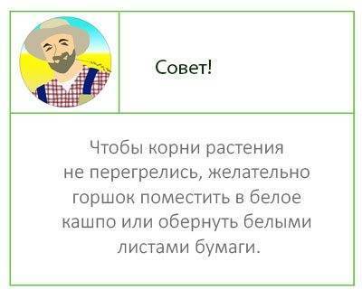 Каламондин или Цитрофортунелла: что это и тонкости ухода
