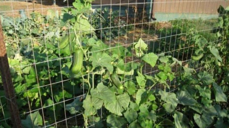 Как обрезать усики на огуречных кустах
