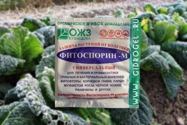 Савойская капуста: выращивание на огороде, сорта