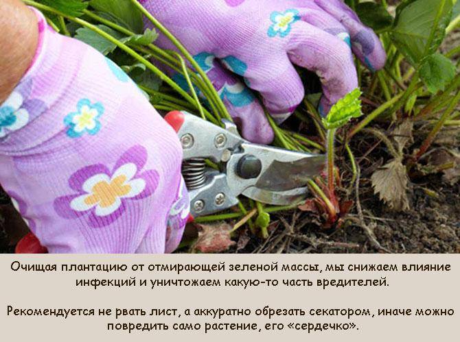 Клубника: уход после сбора урожая
